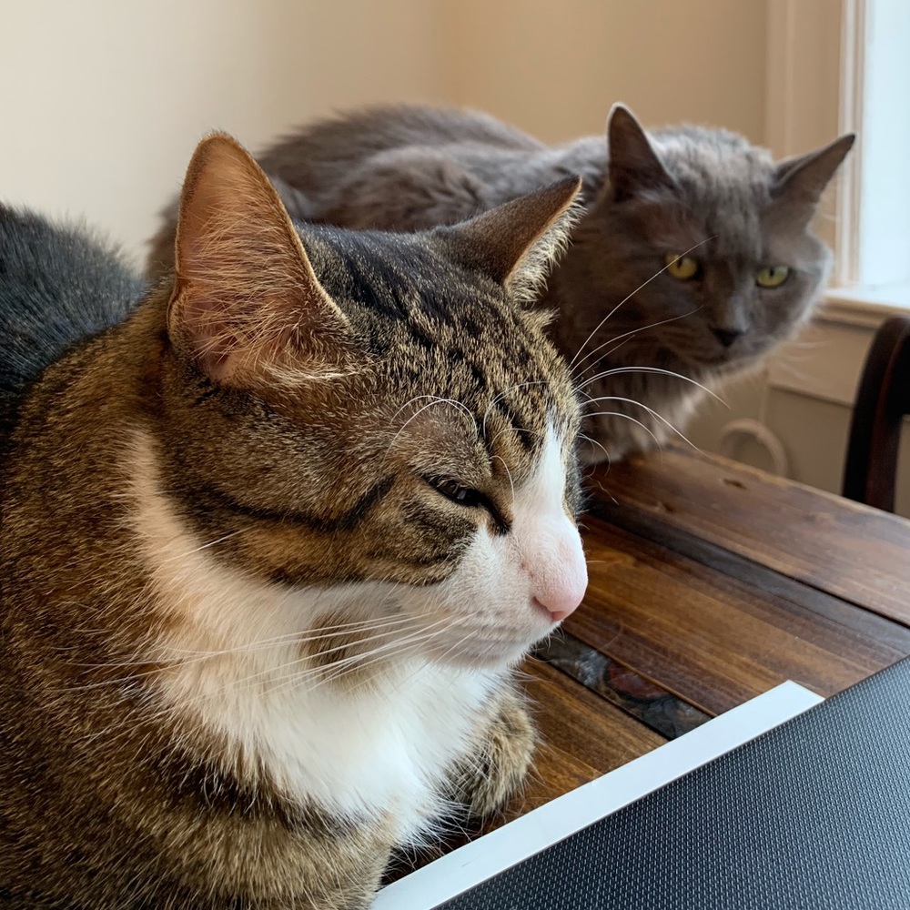 Meet your Posher, Anna